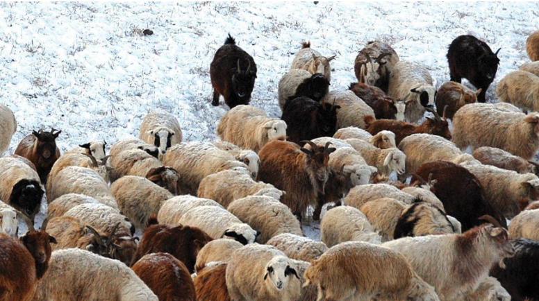 11 аймгийн 43 сум цагаан зудтай байна